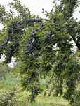 Prune pentru tuica