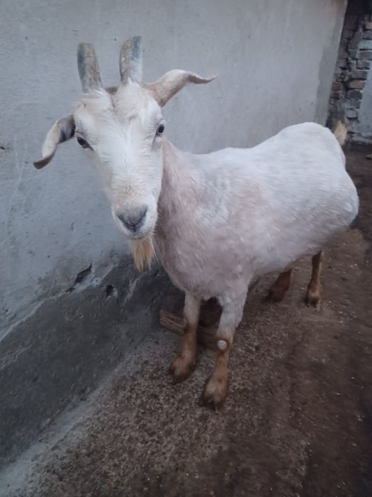 Vând capre, Braneț,Olt