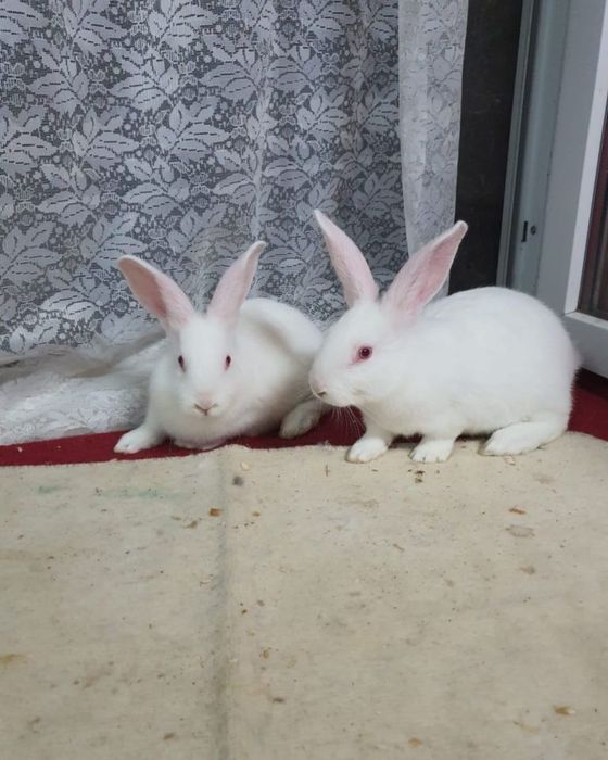 Iepuri de vânzare hycole francez