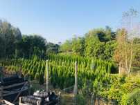 Tuia, brazi plante ornamentale din pepiniera proprie