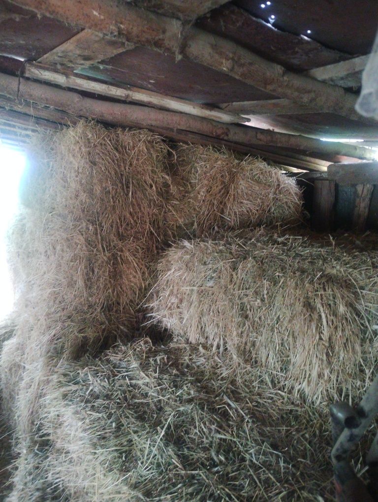 Продавам бали люцерна