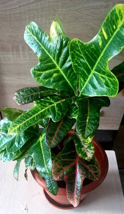 Продам цветок-Кротон