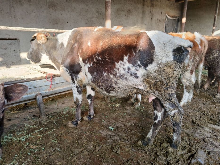 Сигир сотилади 12 млн