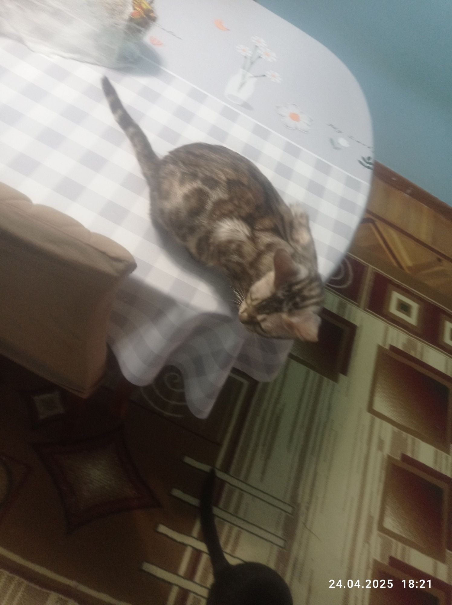 Кошка Бенгальский