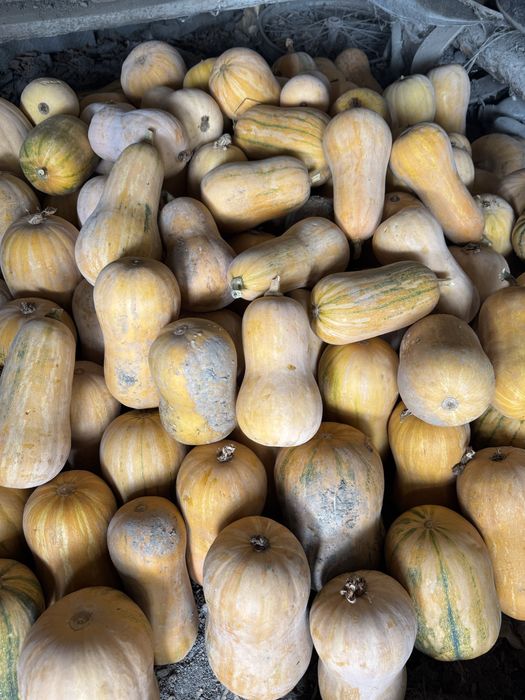 Продам тыкву оптом