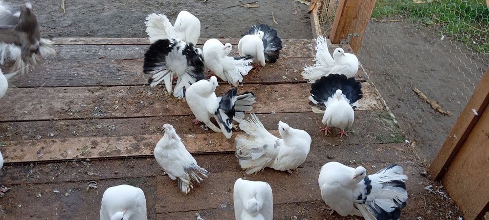 Porumbei voltați coada neagra/albi