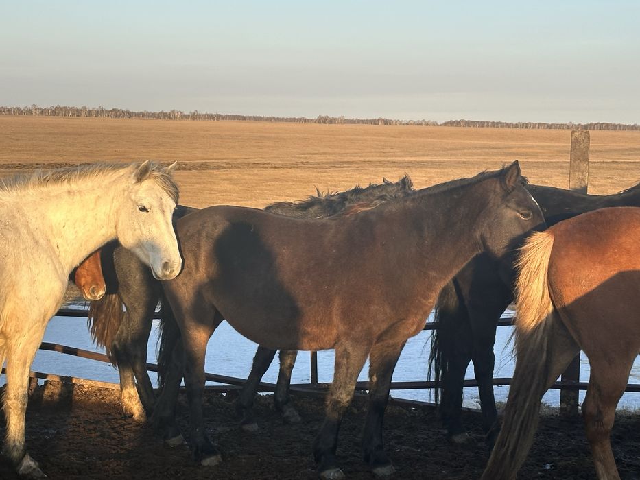Кысыр билер сатылады