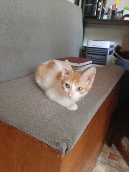 Motanel pentru adoptie