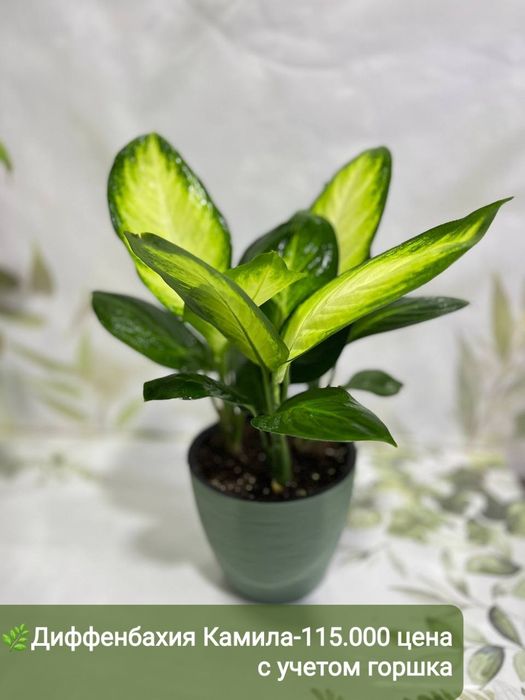 Замиокулькас, Аукуба Диффинбахия, Калатея и др