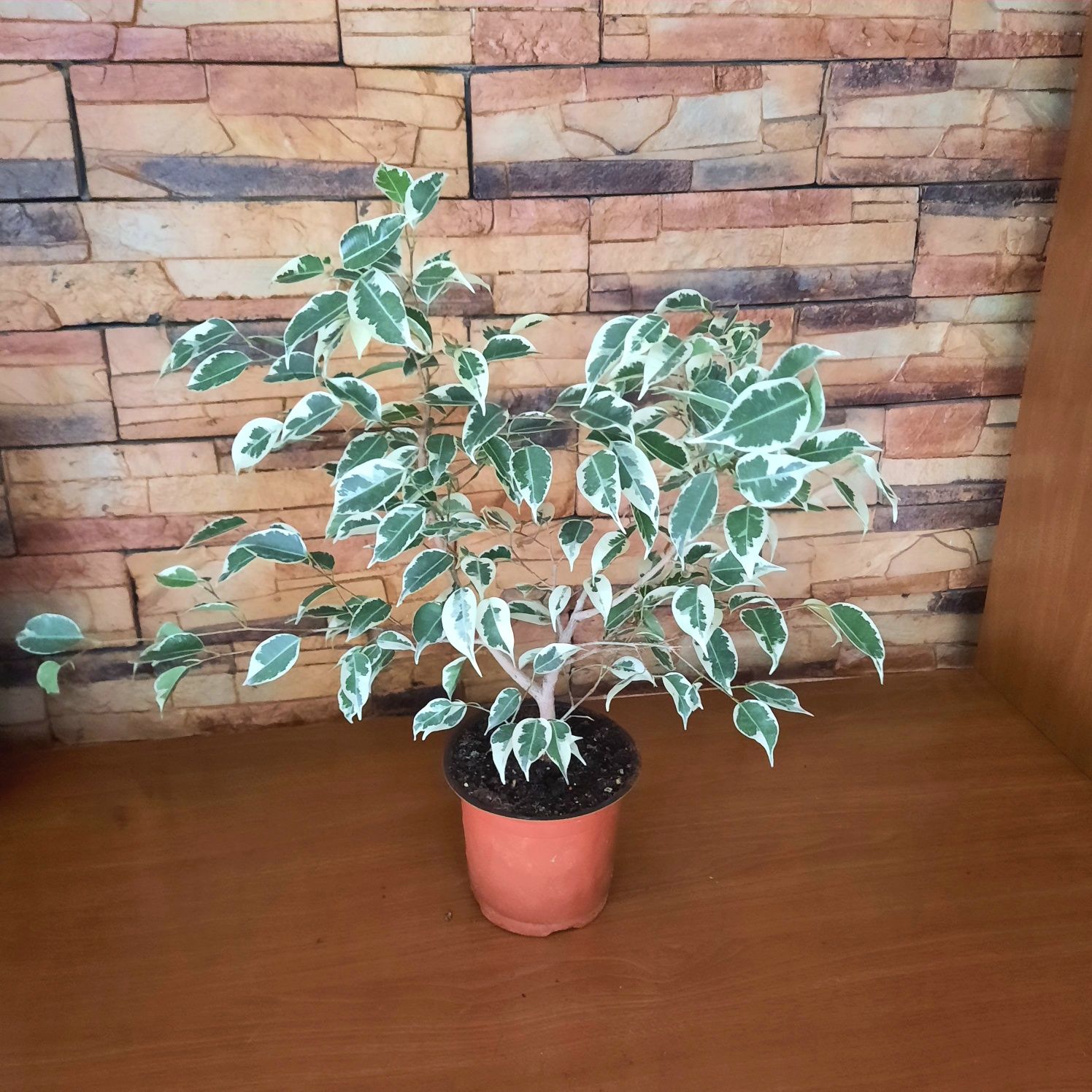 Фикусы.  различных сортов.