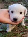 Pui de canine disponibili