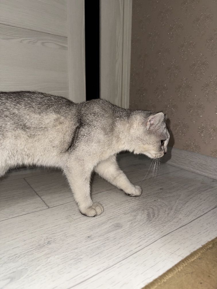 Шотландский Серебристая Шиншила