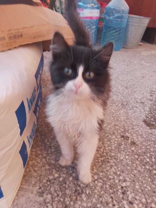 Подарявам котета