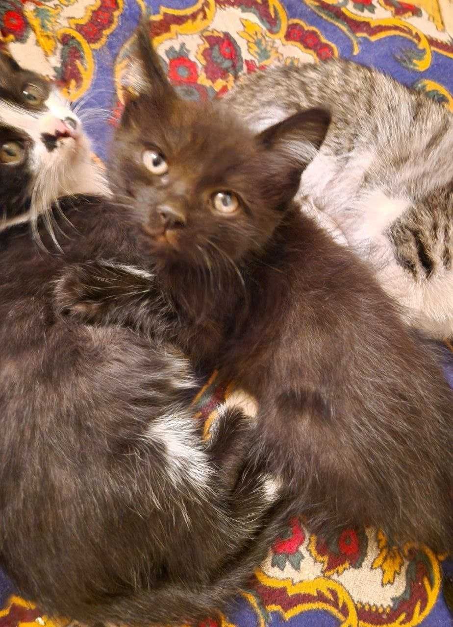 Отдаются котята в хорошие руки