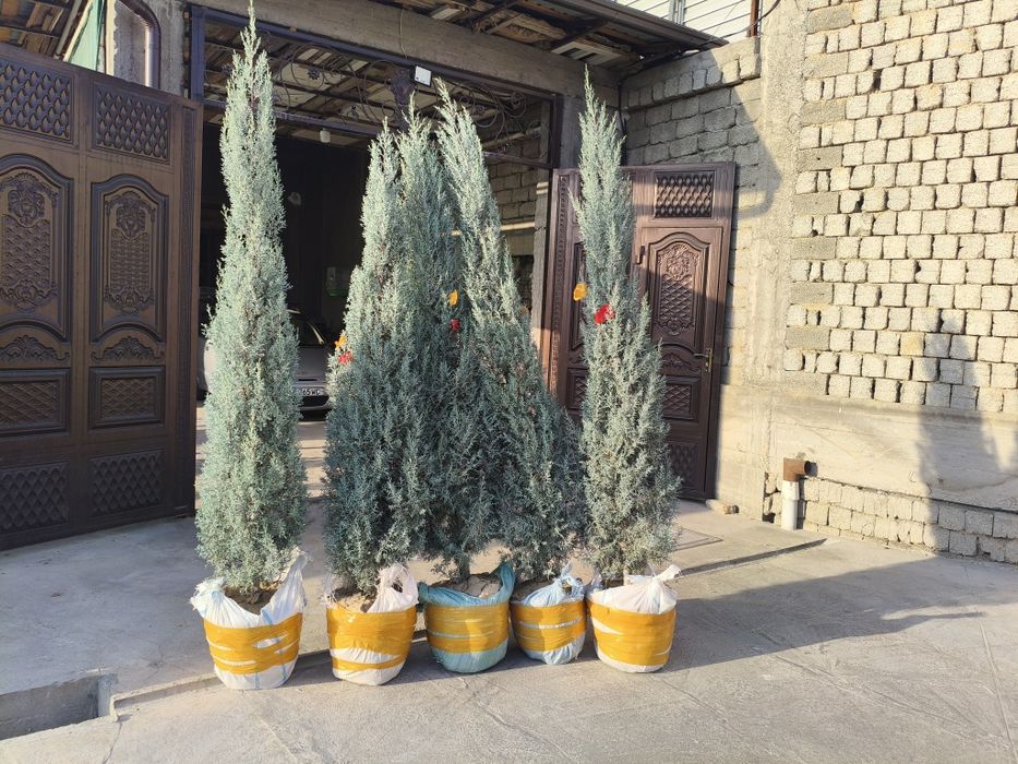 Archa Aрча Arizonskiy keparis Italian sotiladi