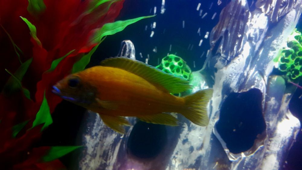 Продам аквариумных рыбок