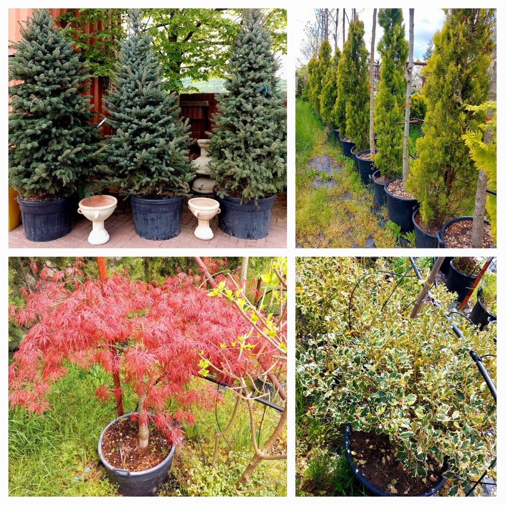 Thuja Maslin Artar japonez  plante ornamentale Cedru Leylandii Bambus