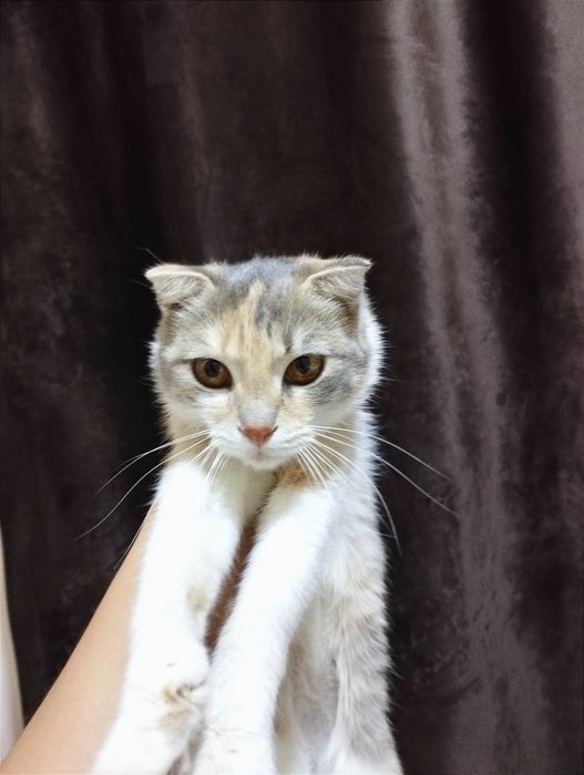 Продам шотландскую вислоухую кошечку, 1 год нежная и спокойная