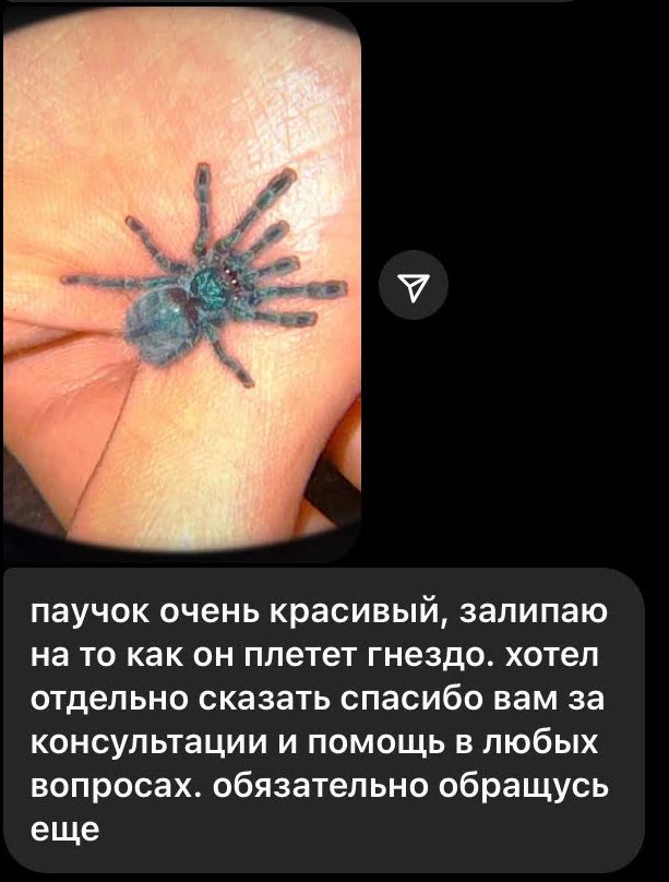 Паук птицеед lasiodora parahybana