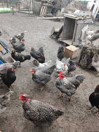 Vând familie de găini golașe