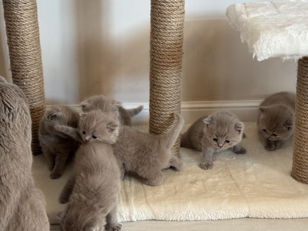 Британски и шотландски котета