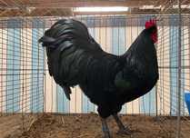 Vand cocosi australorp sau schimb cu cereale