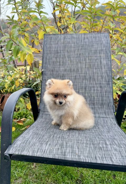 Померан момиче със втора ваксина.Померанче