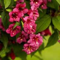 Weigela florida  .