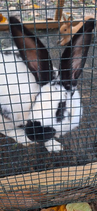 Iepurași de companie