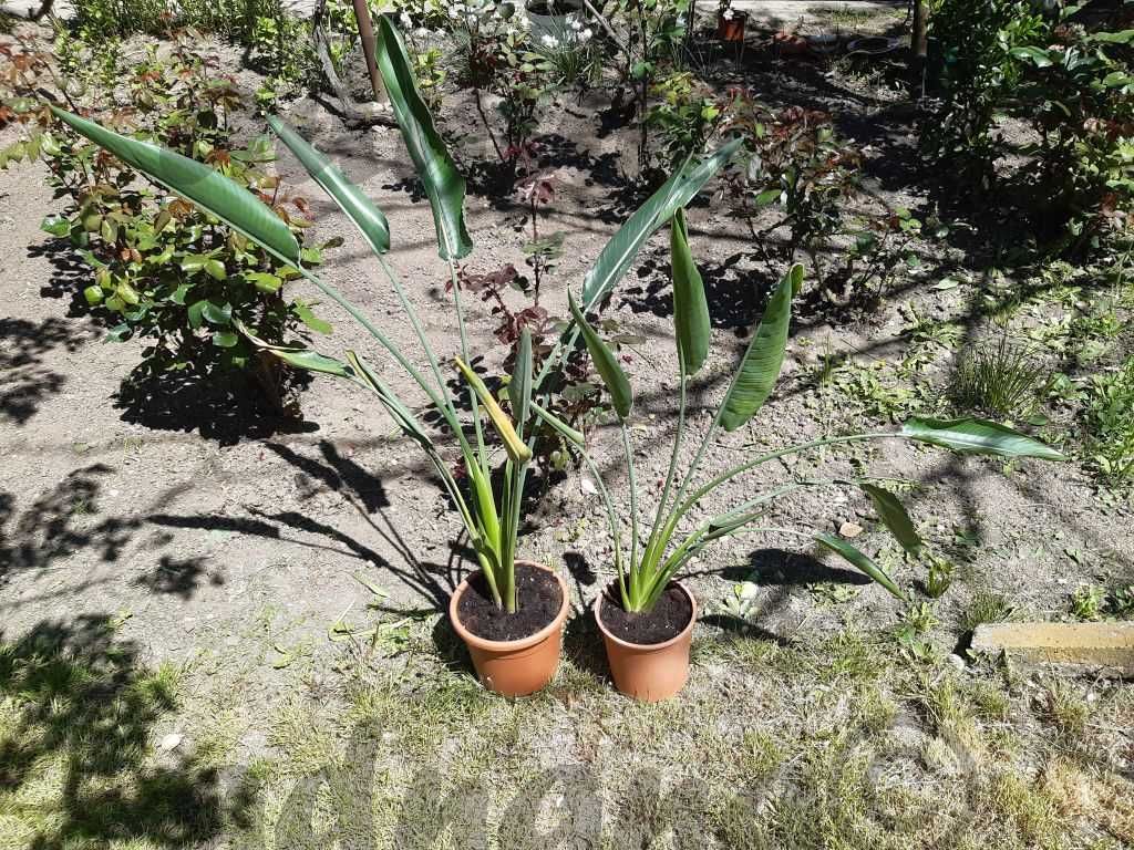 Planta Strelitzia reginae - Pasarea paradisului