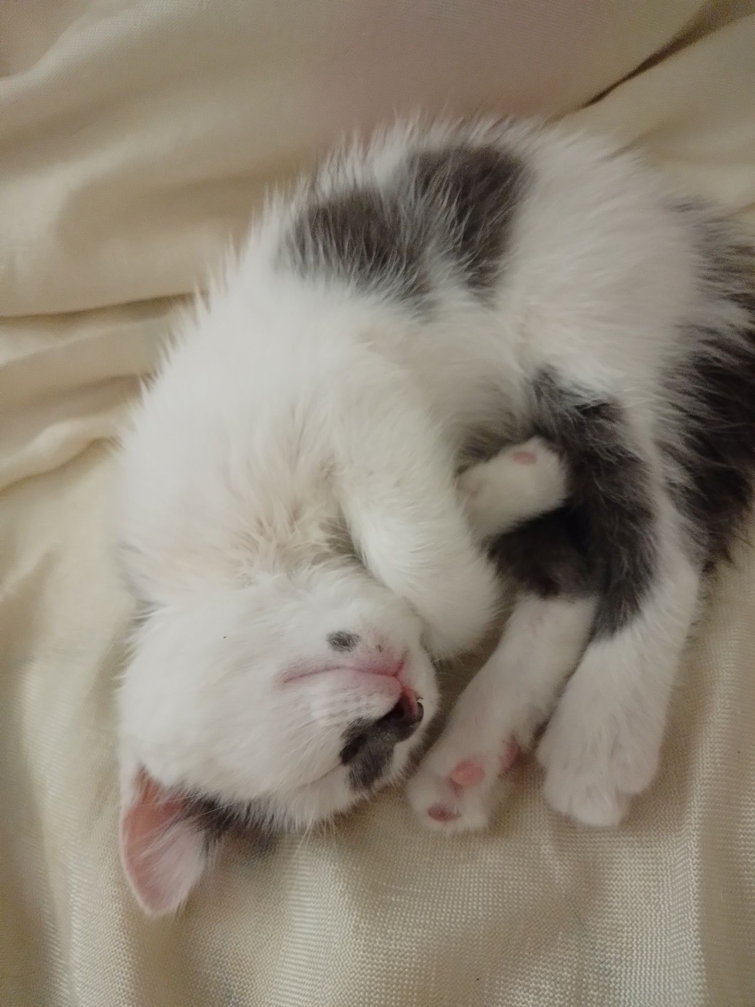 Котята,мальчики,2 мес,домашние,чистые и воспитанные-в добрые руки