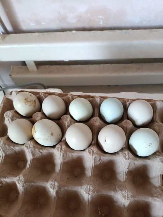 Кора Ухейюл тухумлари сотилади