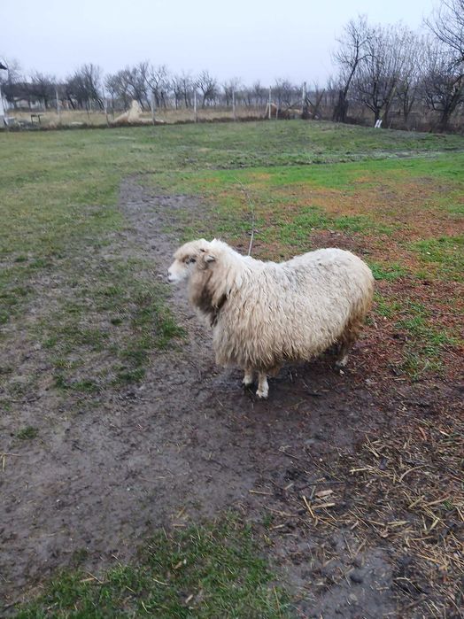 Vând o oaie și baloți fân