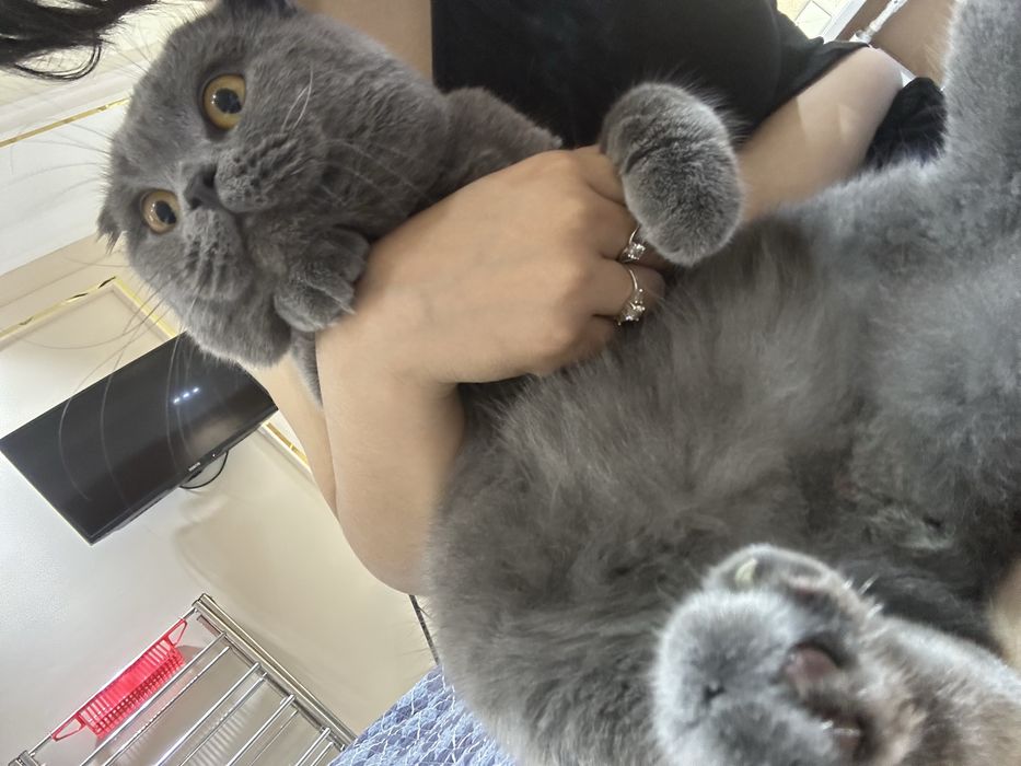 Вязка скотч фолд опитный