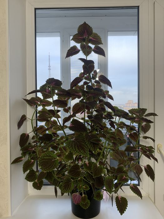 Комнатные растения-черный бархат