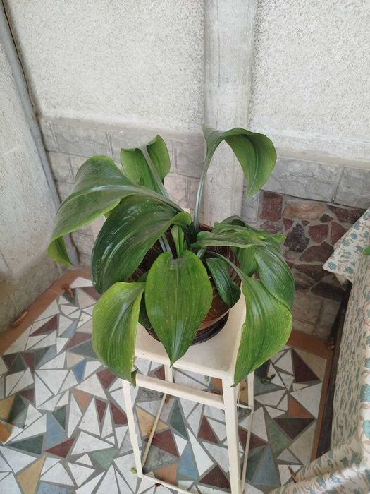 продам комнатные цветы