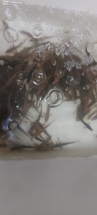 Живец УСАЧ до 14 гр вес