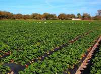 Folie Agrotextil marcaj patrat 0.5mx100m,plantat rasaduri, agricultura