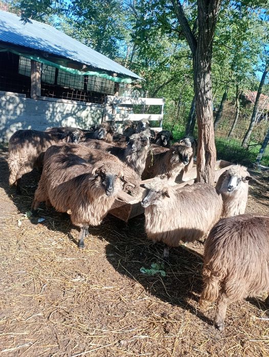 Oi bucălai de vanzare