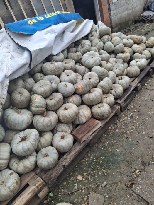 Dovleci plăcintari Matilda si Samson