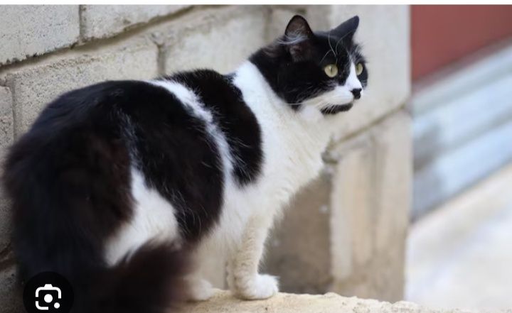 Persetskiy mushuk sotiladi