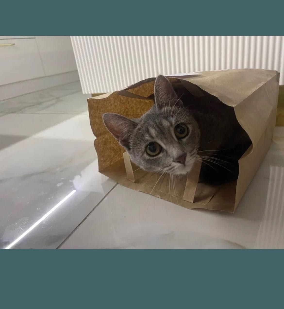 Бесплатно отдаем кошку, в хорошую руку