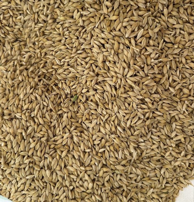 Porumb Boabe Grau Mazare Orz Ovaz Tarata de grau