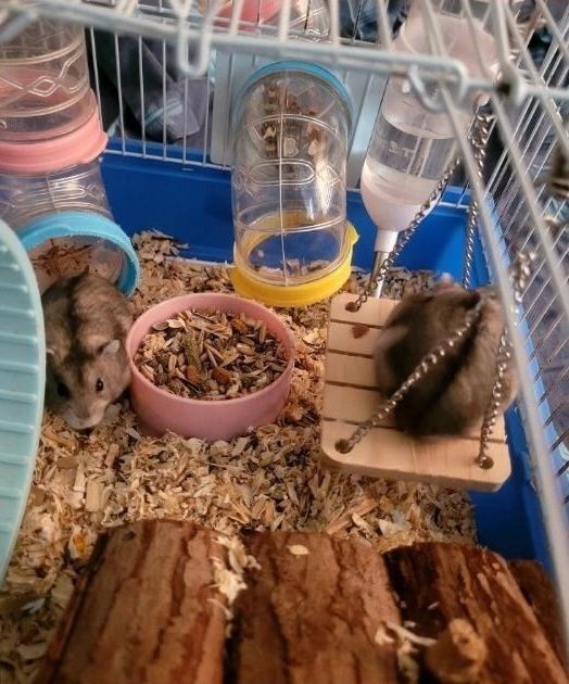 Hamsteri pitici siberieni