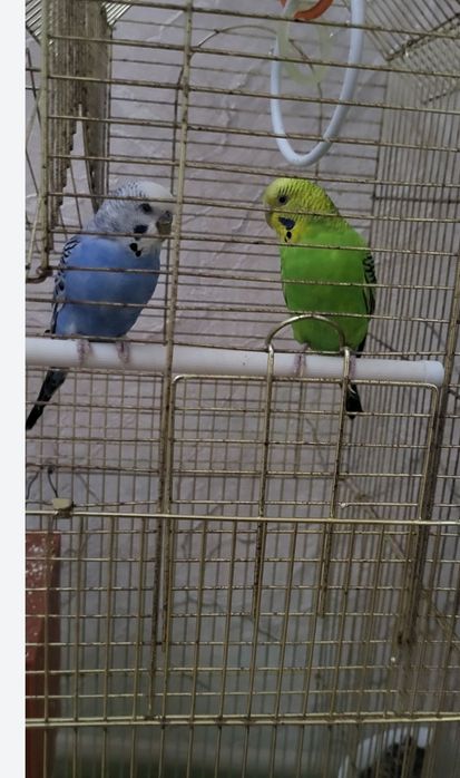 Воьнистик папугай