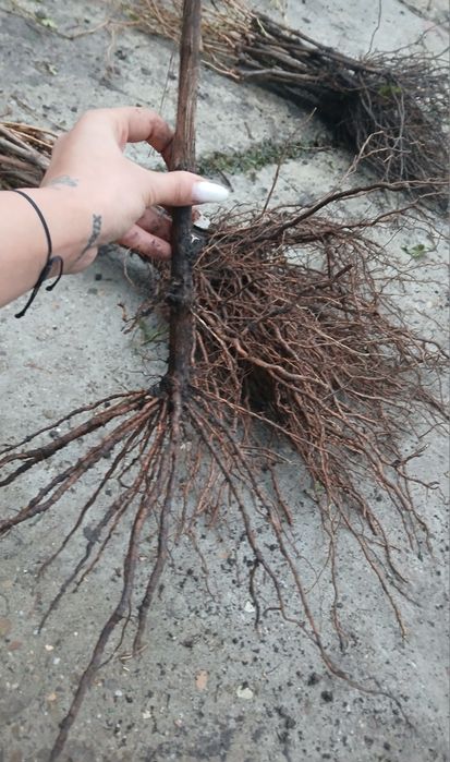 Vita de vie Anul 1 2 3