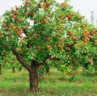 Pomi fructiferi anul 2, 3 și pe rod