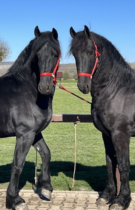 Vând 2 frizeni Armasari tineri