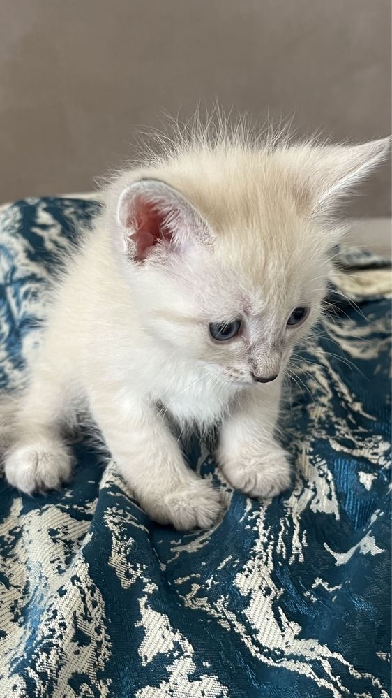 котята 1,5 месяца