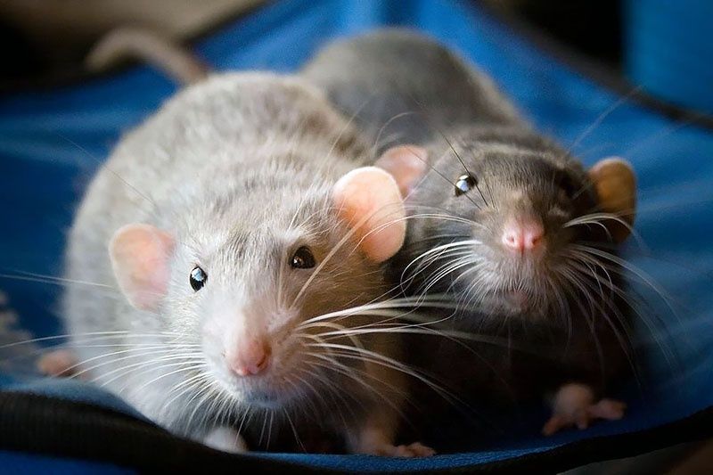 Крысы ручные дамбо